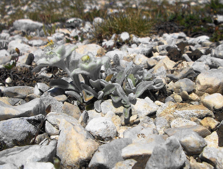 Leontopodium nivale / Stella alpina dell''Appennino
